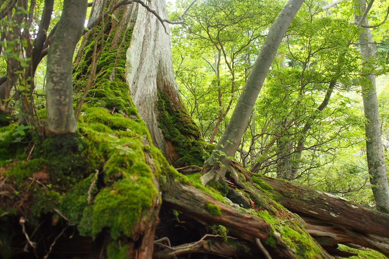 Прибытие в Матсумото