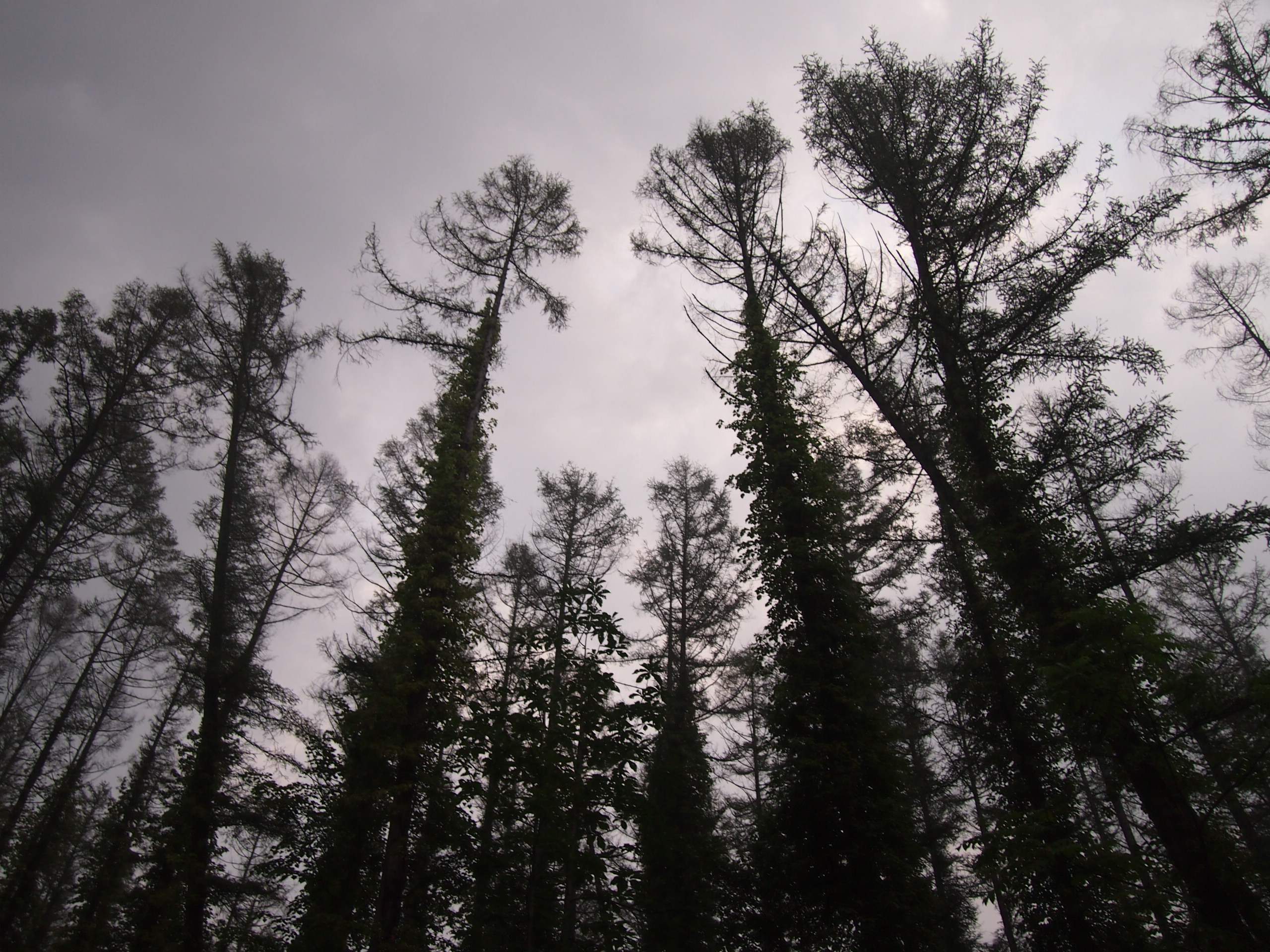 Путь от Асахикавы в Саппоро через Фурано