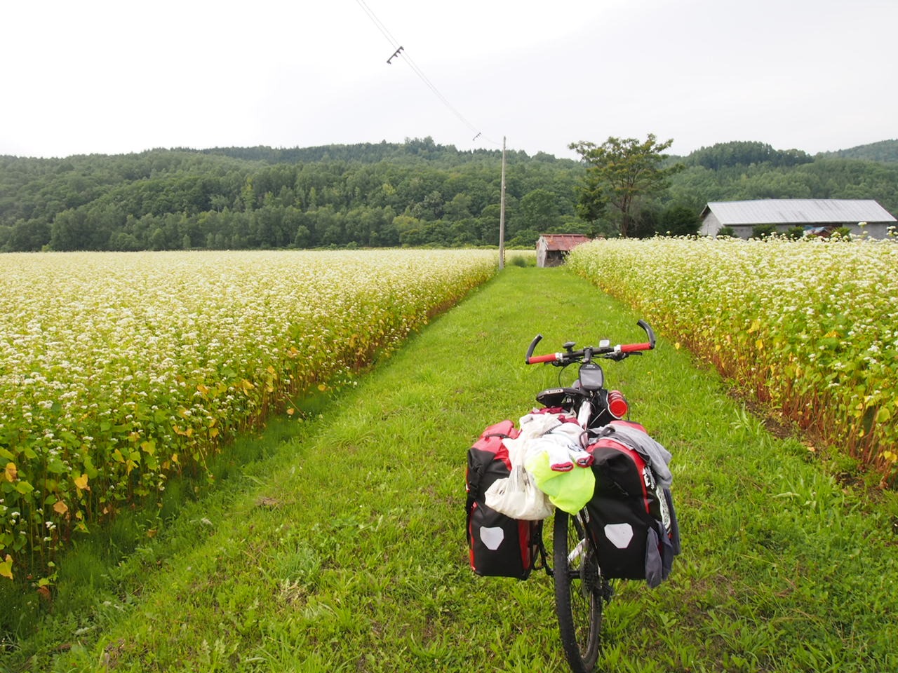 Город Бифка