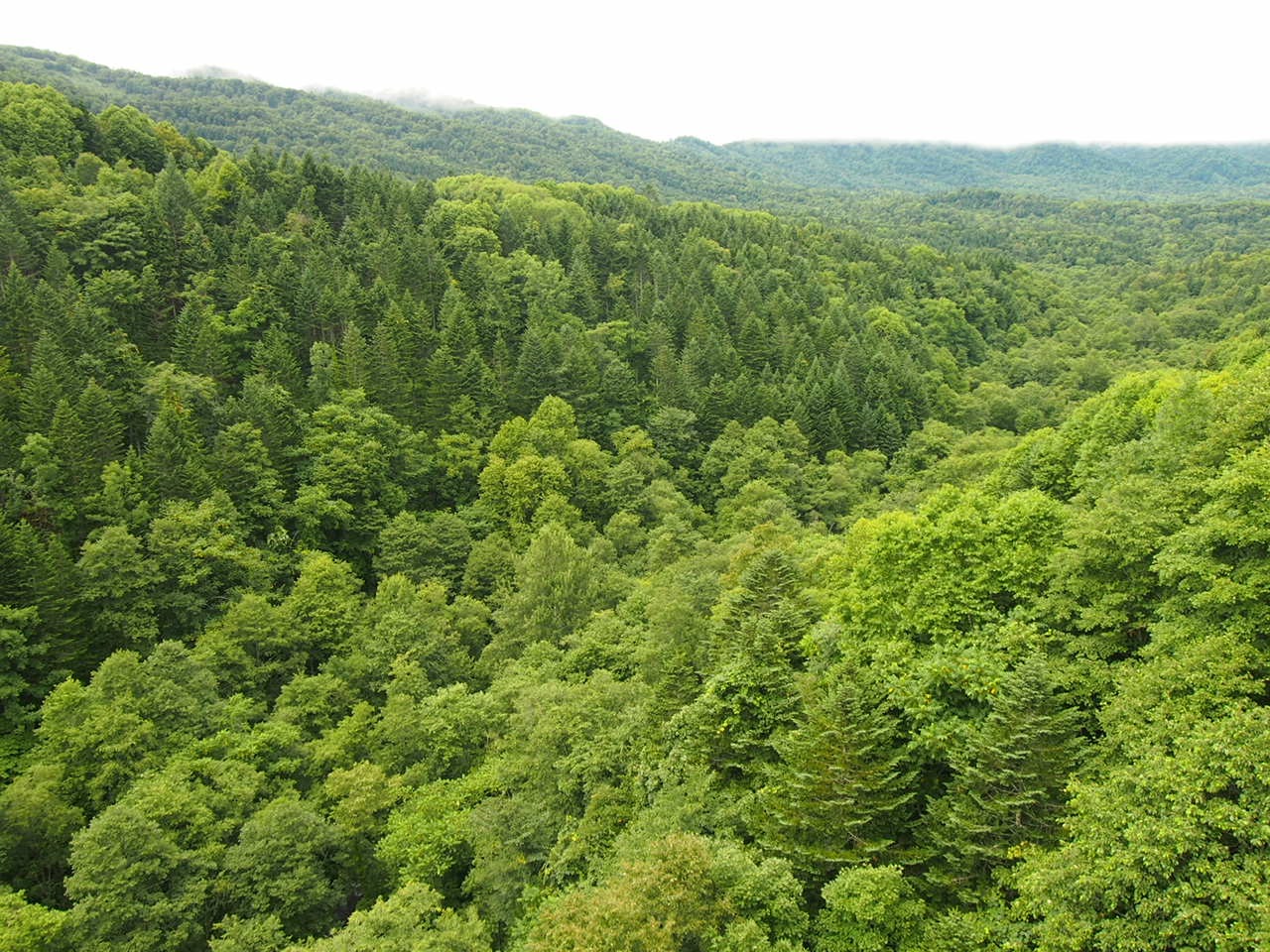 Город Бифка