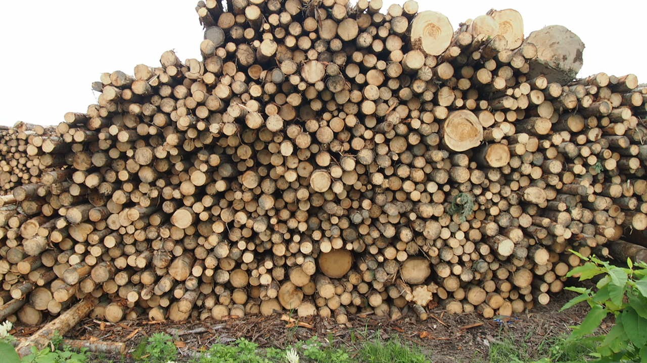 Город Бифка