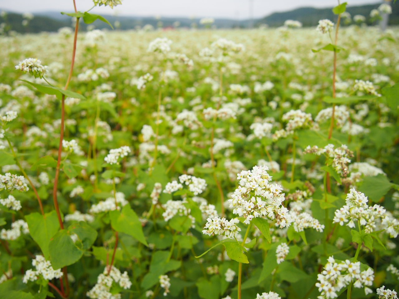 Город Бифка