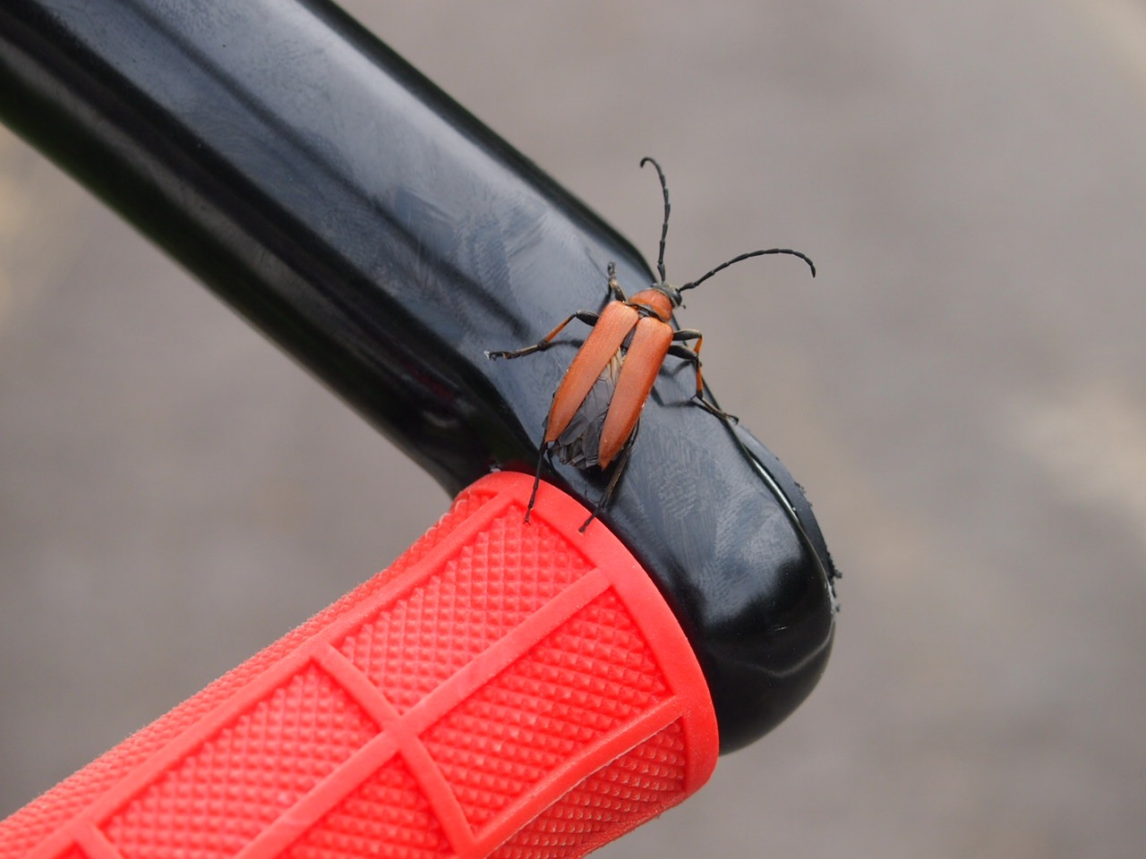 Город Бифка