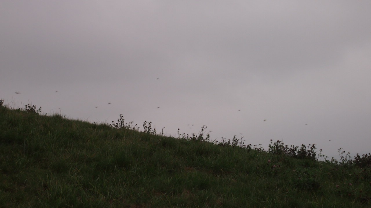 Беседы за ухой