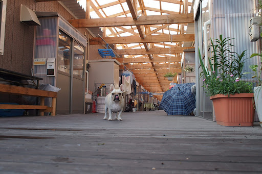 По следам трагедии 3.11: на крыше дома