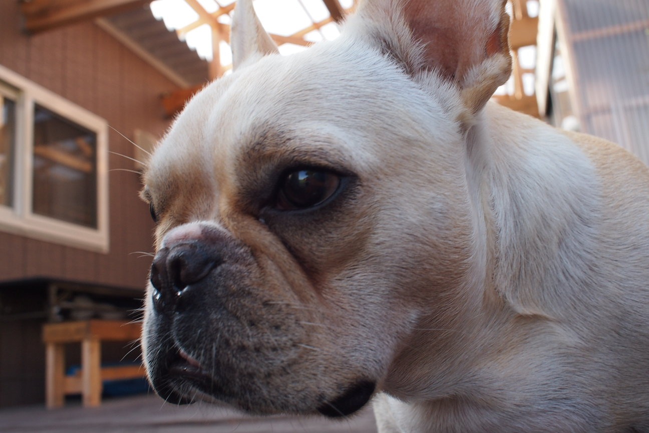 По следам трагедии 3.11: на крыше дома