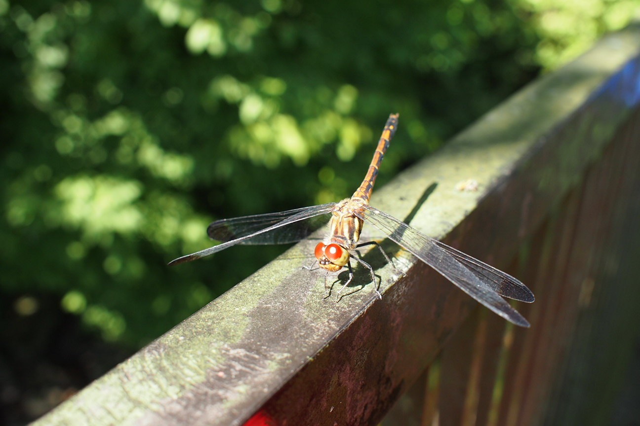 По следам трагедии 3.11: ехать — не ехать?