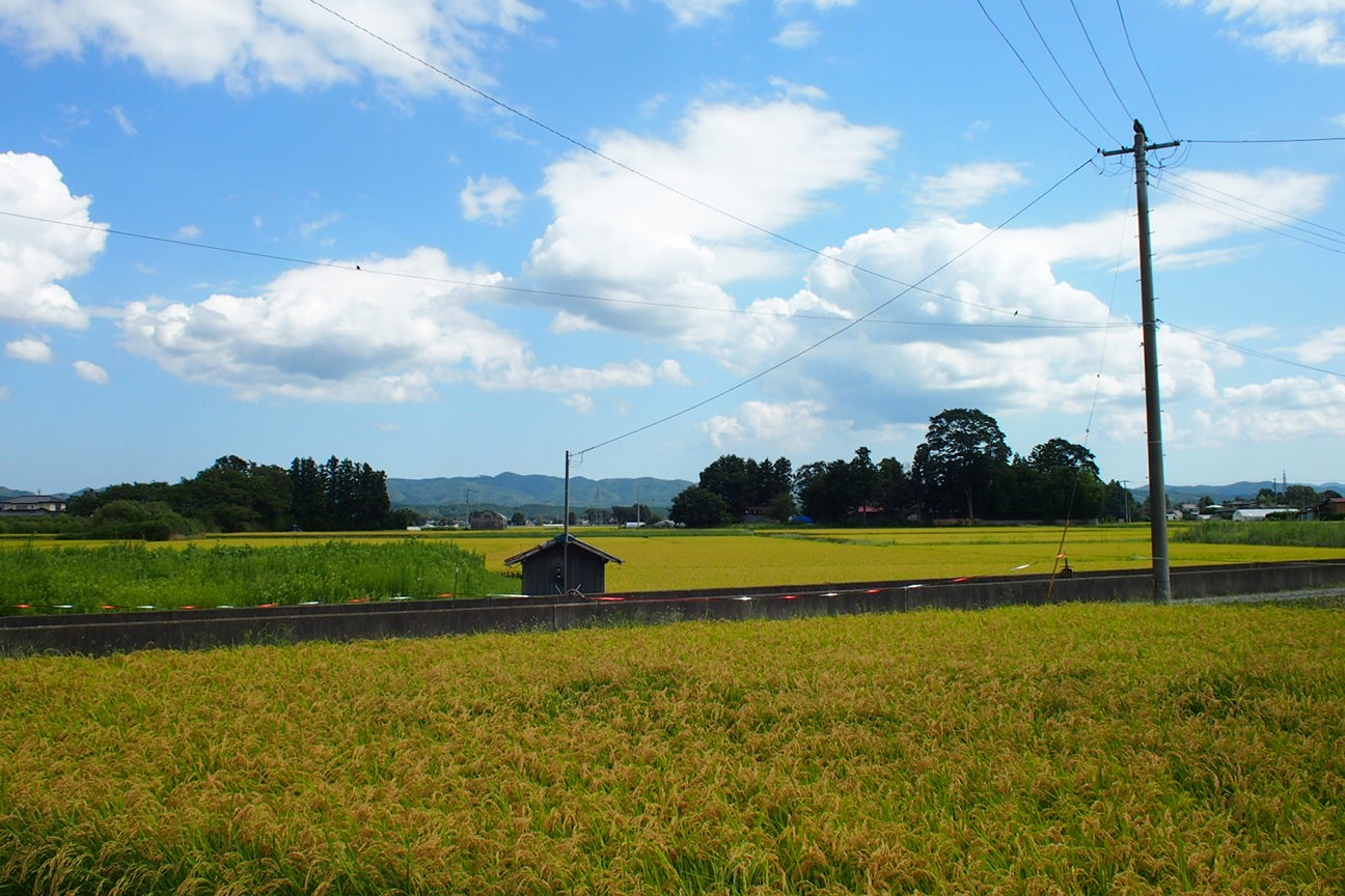 По следам трагедии 3.11: ехать — не ехать?