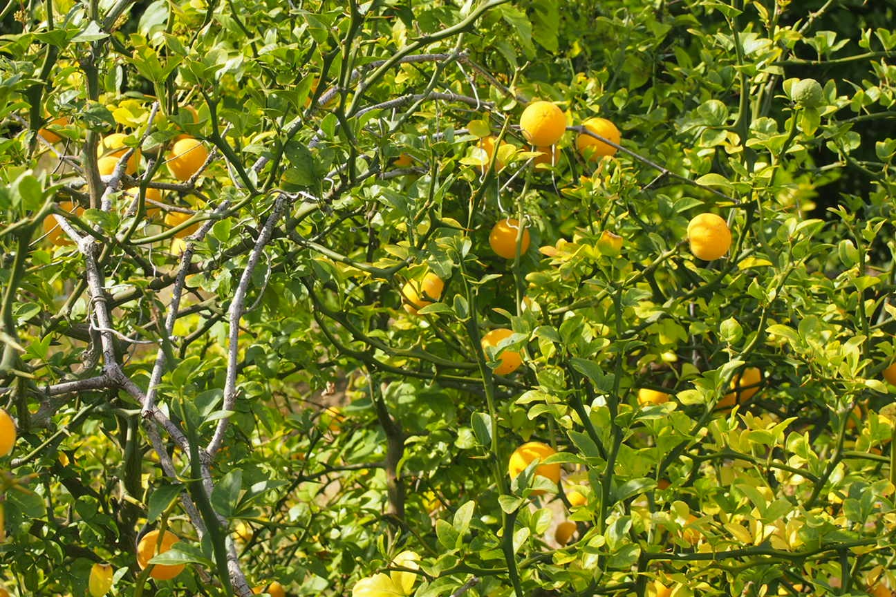 По островам внутреннего моря