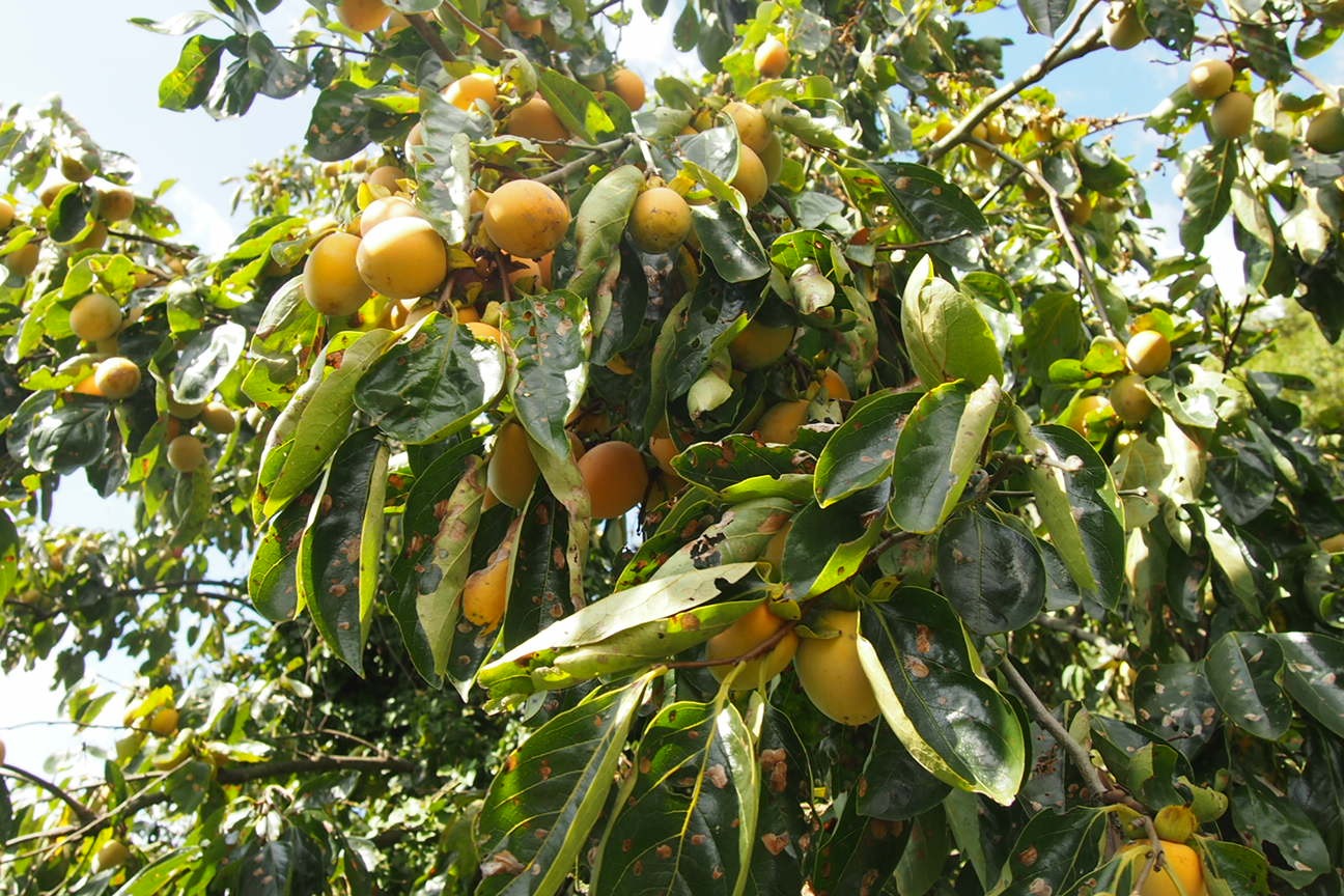 По островам внутреннего моря