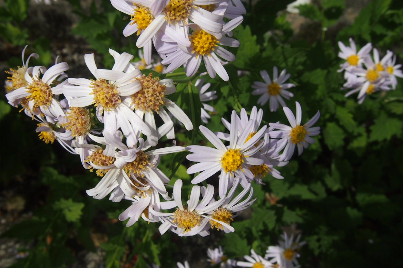 Японские Альпы