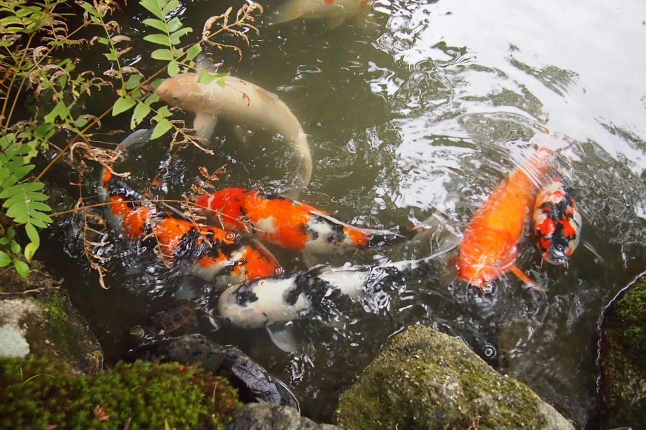 Киото и парк с извращенцем