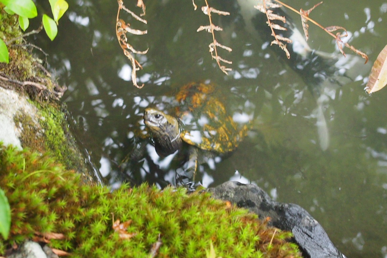 Киото и парк с извращенцем