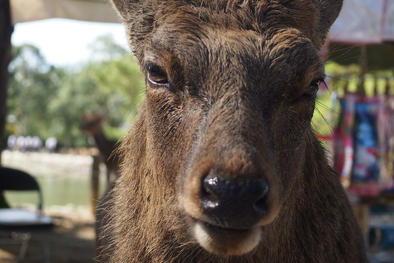 Когда все как по маслу. Из Киото в Осаку