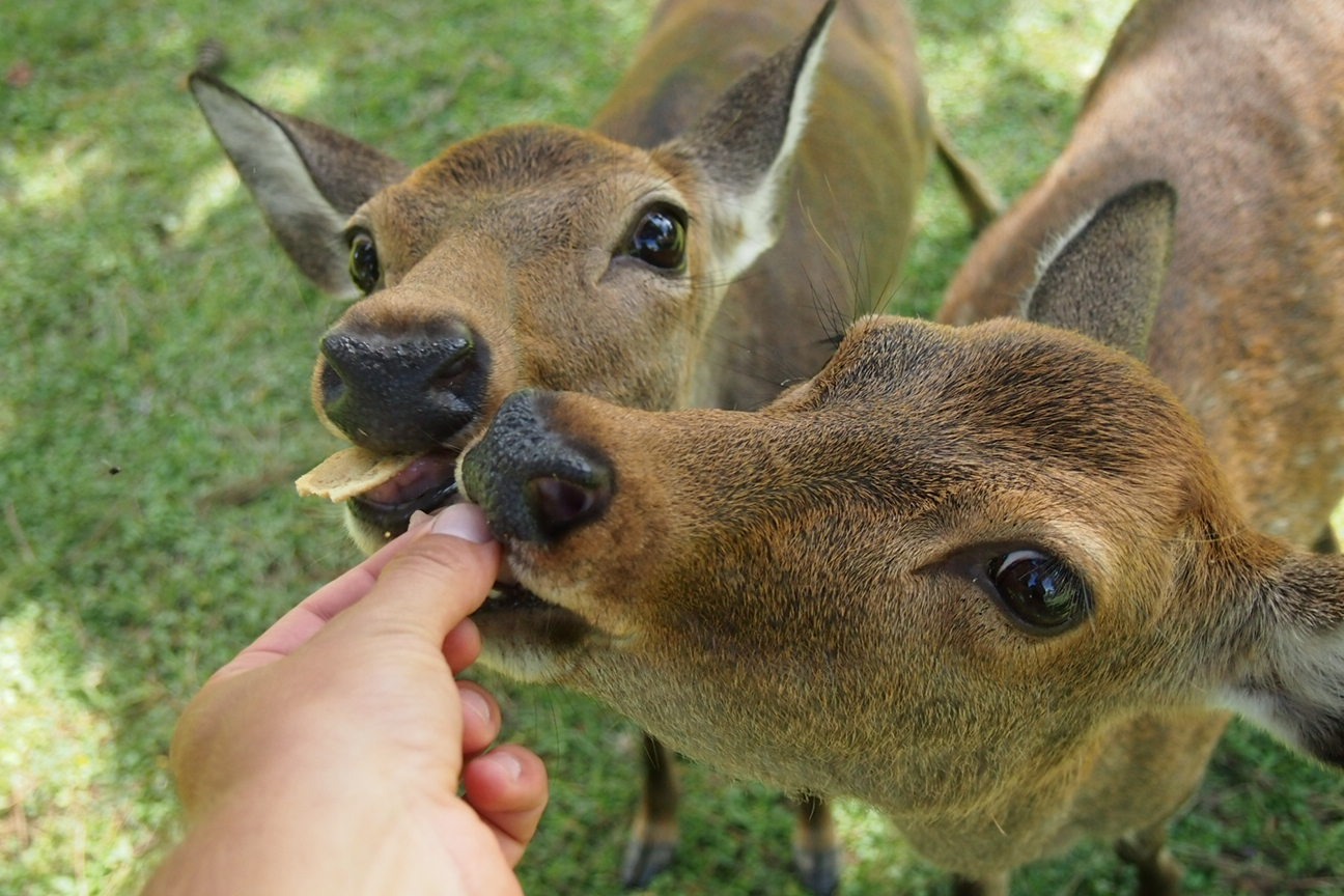 Когда все как по маслу. Из Киото в Осаку