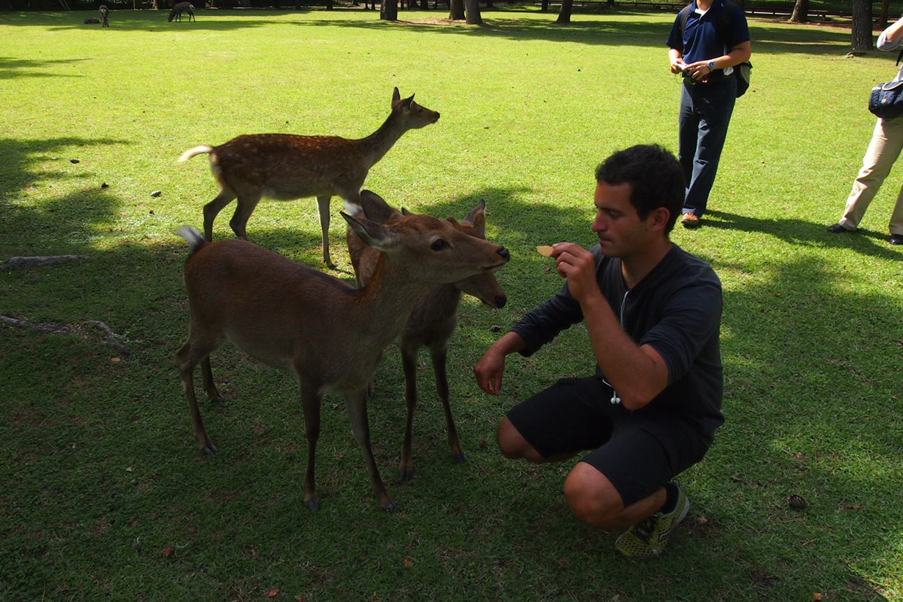 Когда все как по маслу. Из Киото в Осаку
