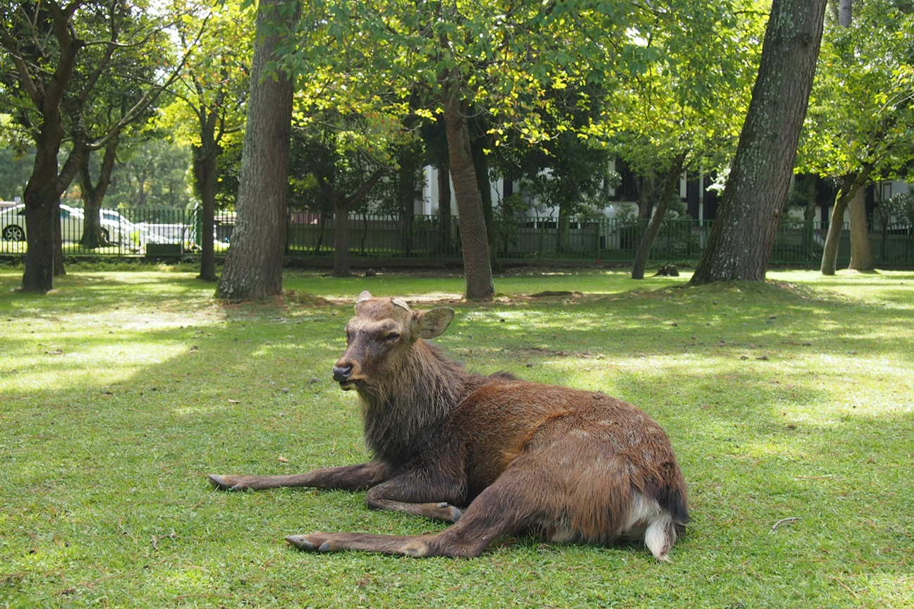 Когда все как по маслу. Из Киото в Осаку