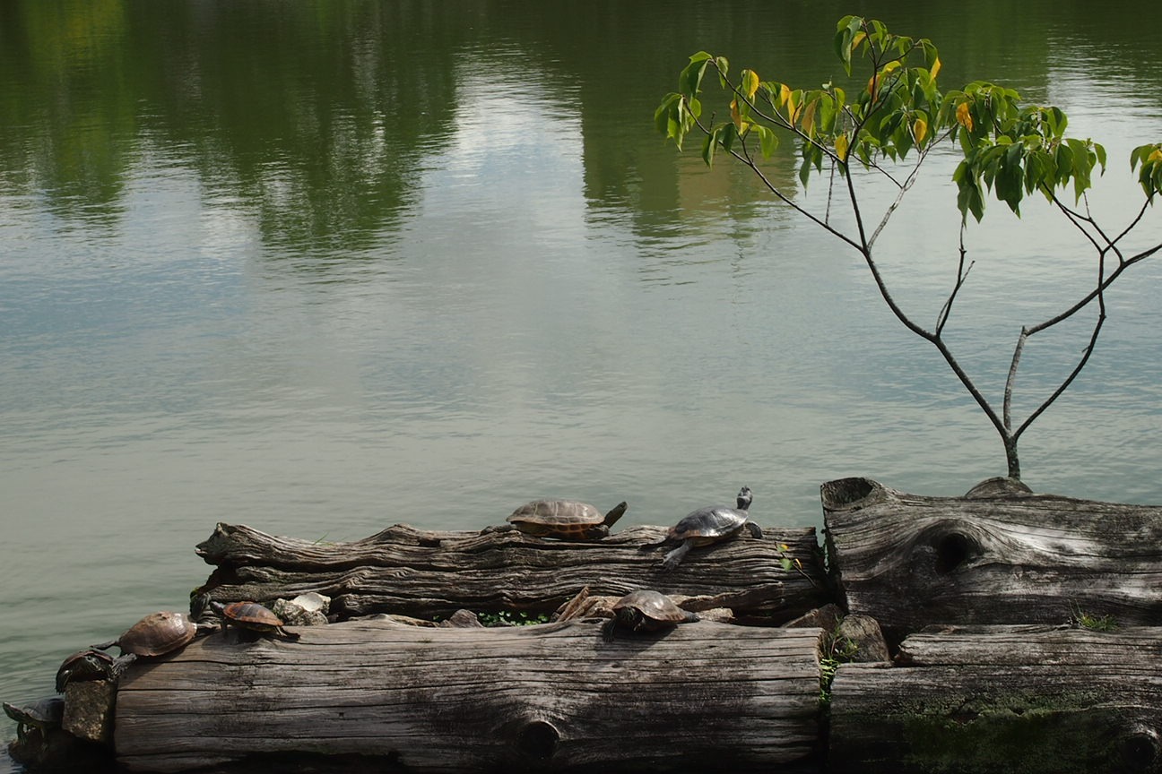 Когда все как по маслу. Из Киото в Осаку