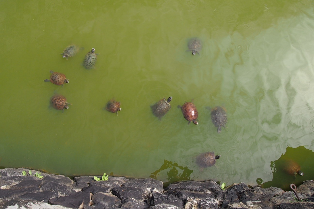 Когда все как по маслу. Из Киото в Осаку