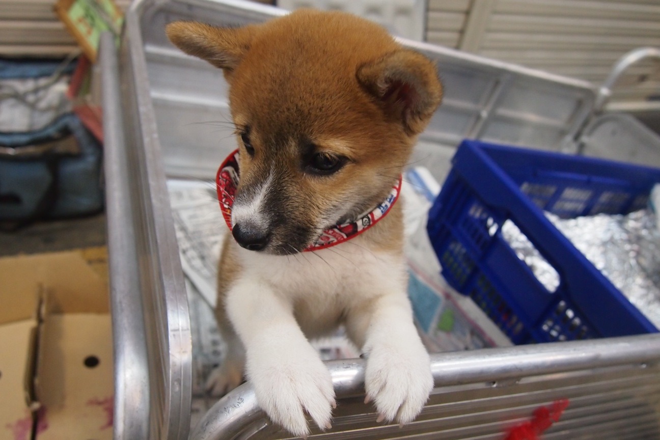 Когда все как по маслу. Из Киото в Осаку