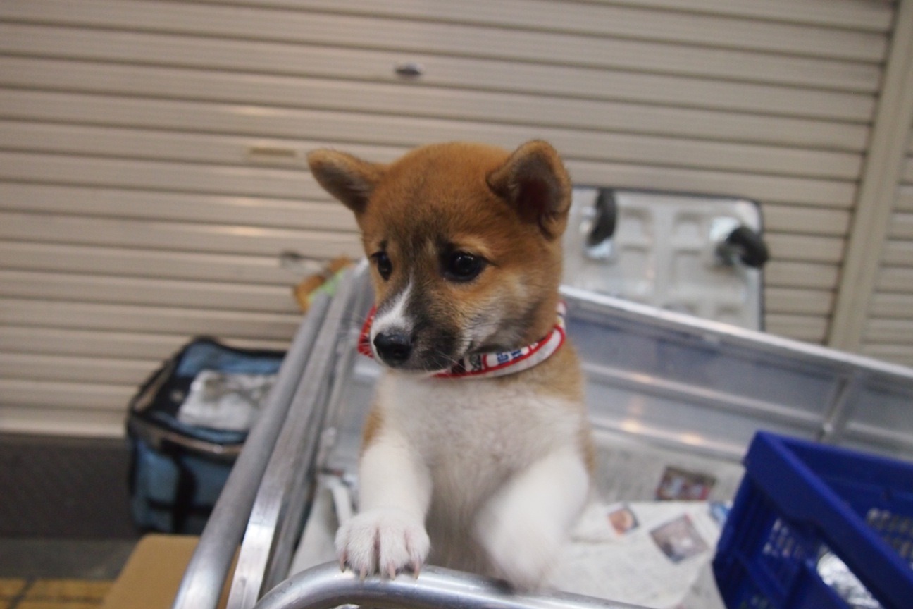 Когда все как по маслу. Из Киото в Осаку