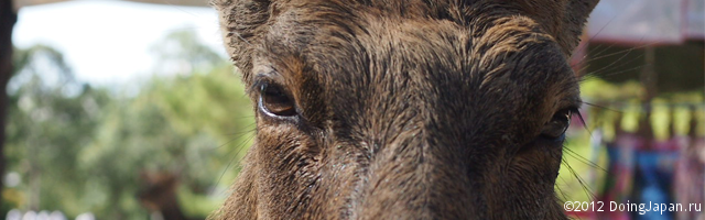 Когда все как по маслу. Из Киото в Осаку