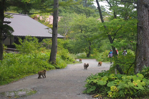 Встреча с Шу в Альпах