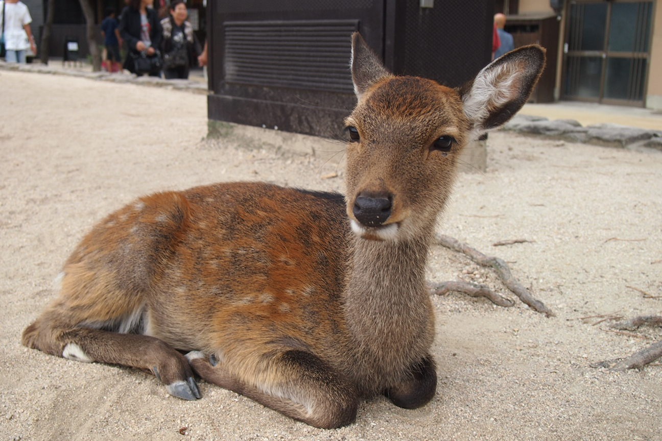 Японский бог или религия в Японии