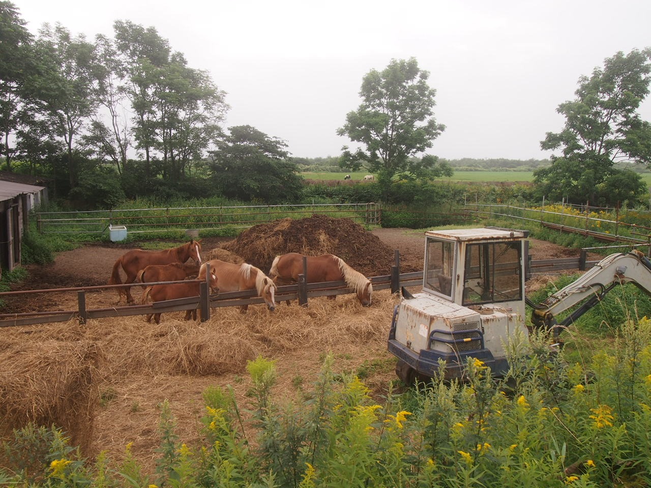 Разжиревший самурай снова в пути. Землетрясение