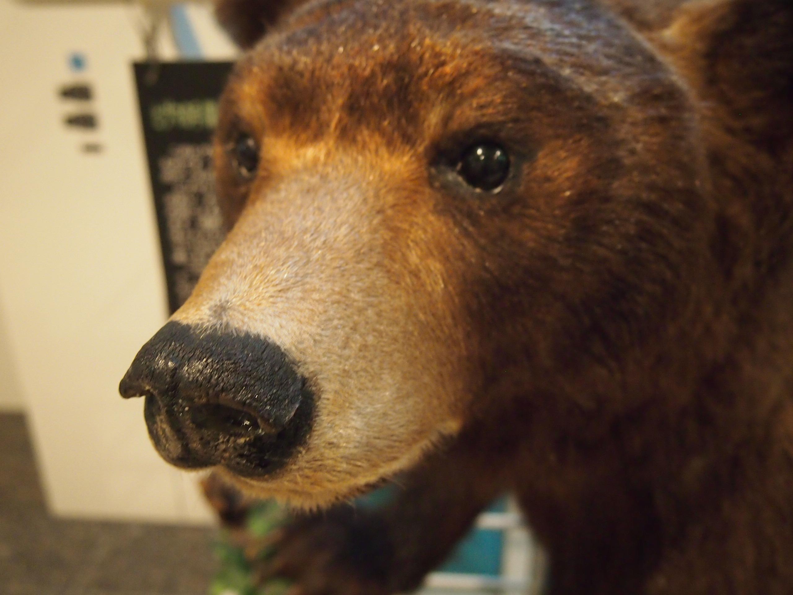 "Саппоро, я люблю тебя"