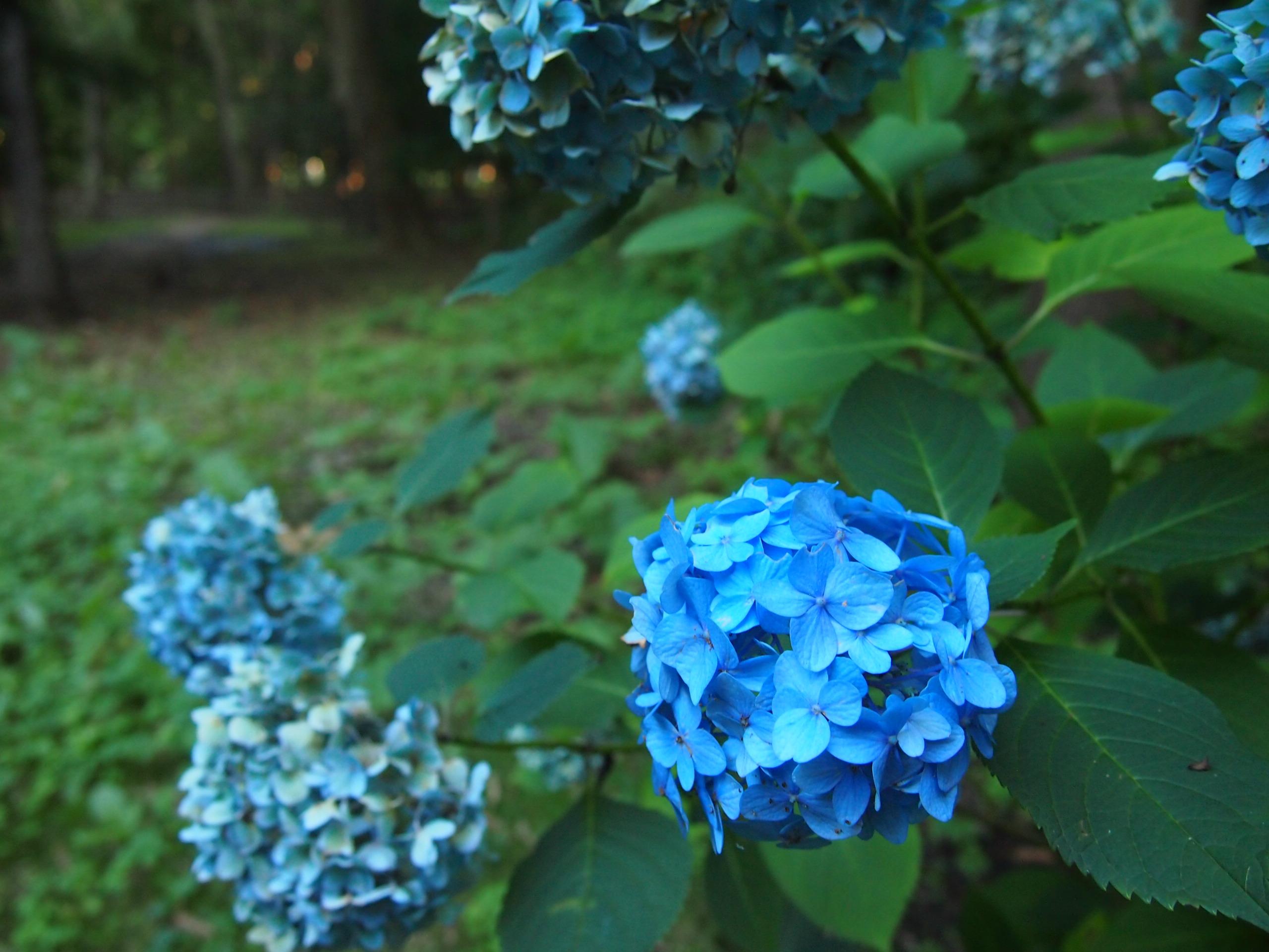 Зарисовка Саппоро