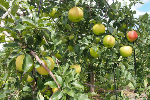 Смена времен года