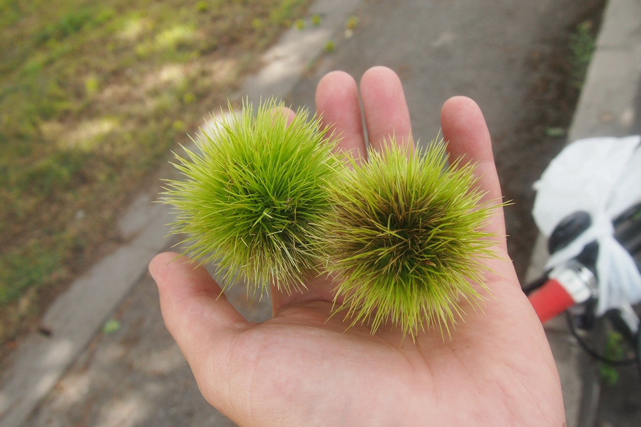 Звездочет, Зона Цунами
