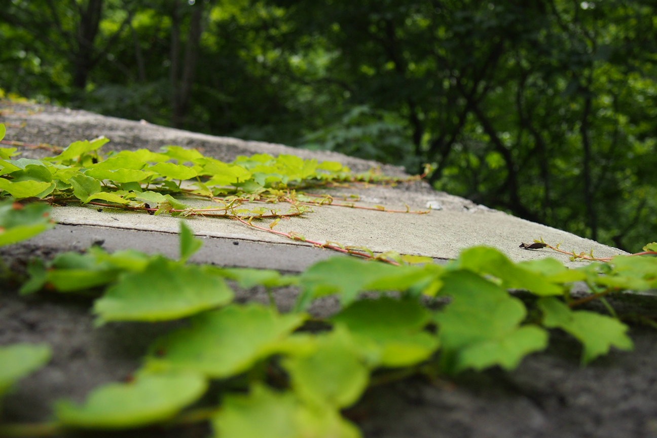 Звездочет, Зона Цунами