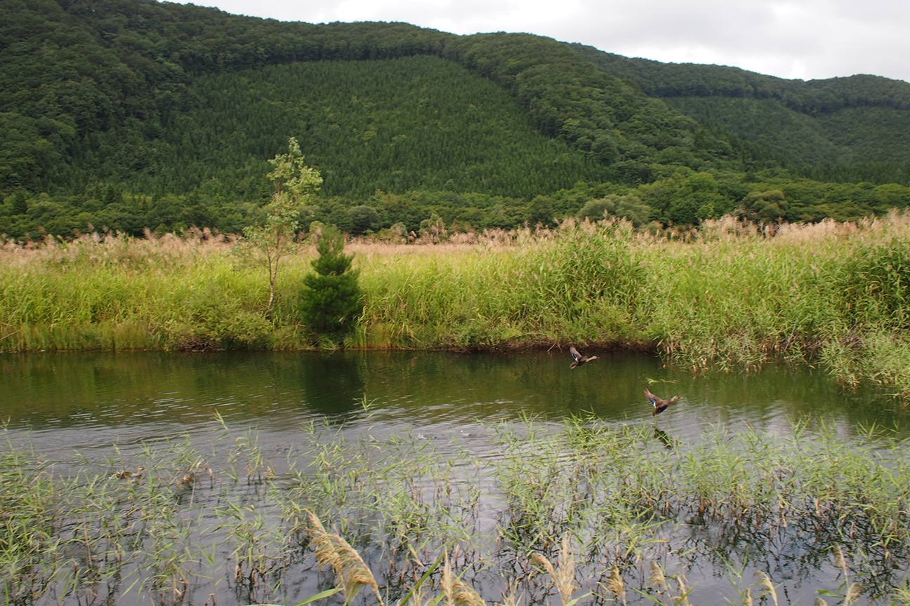 Звездочет, Зона Цунами