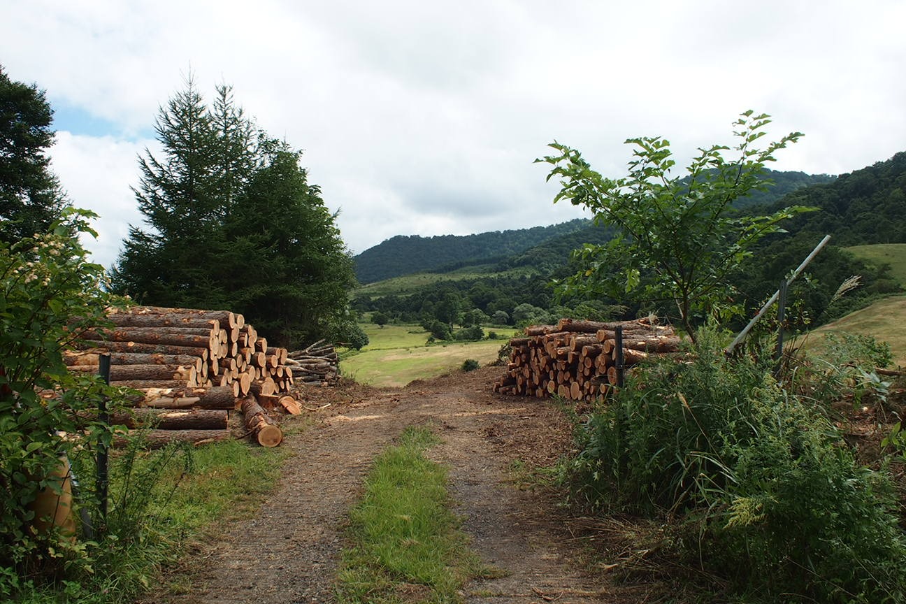 Звездочет, Зона Цунами