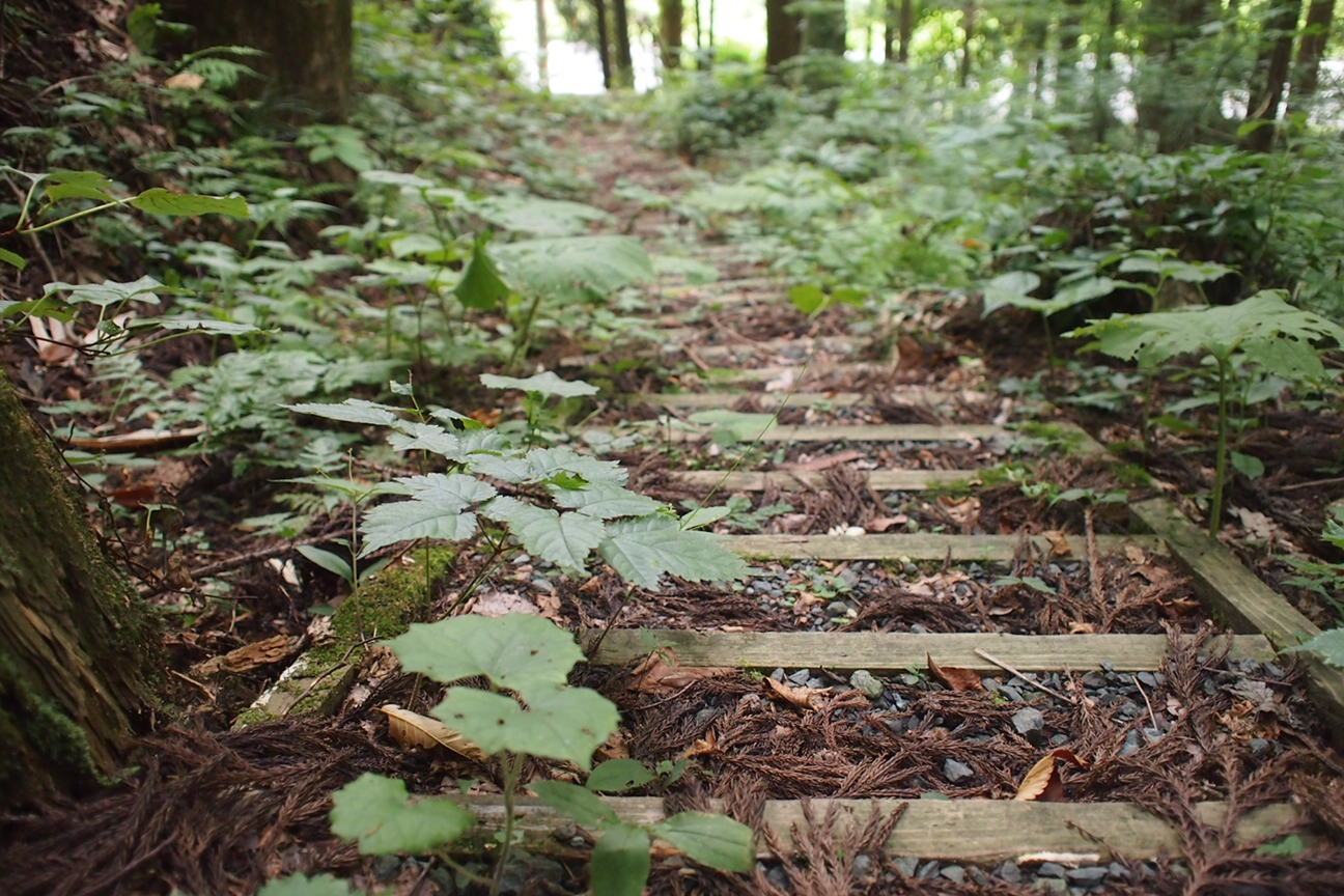 Звездочет, Зона Цунами