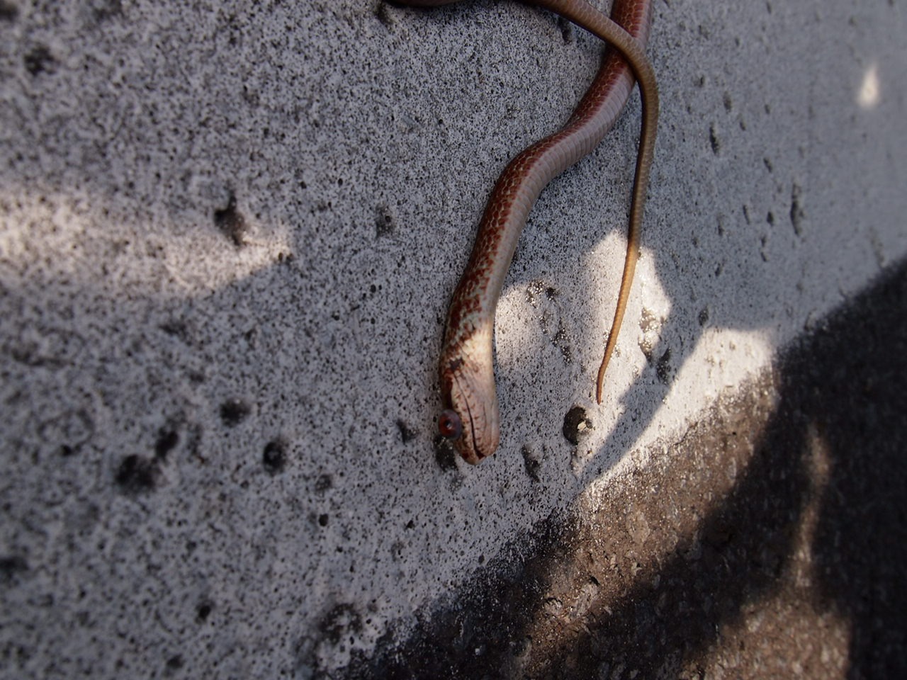 Тойа и Тойко — последние дни на Хоккайдо