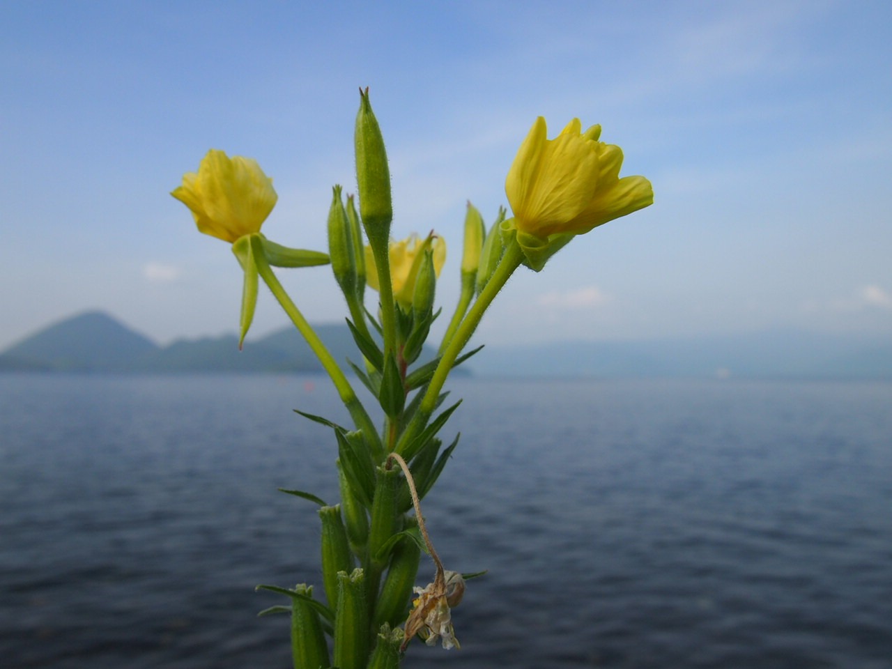 Тойа и Тойко — последние дни на Хоккайдо