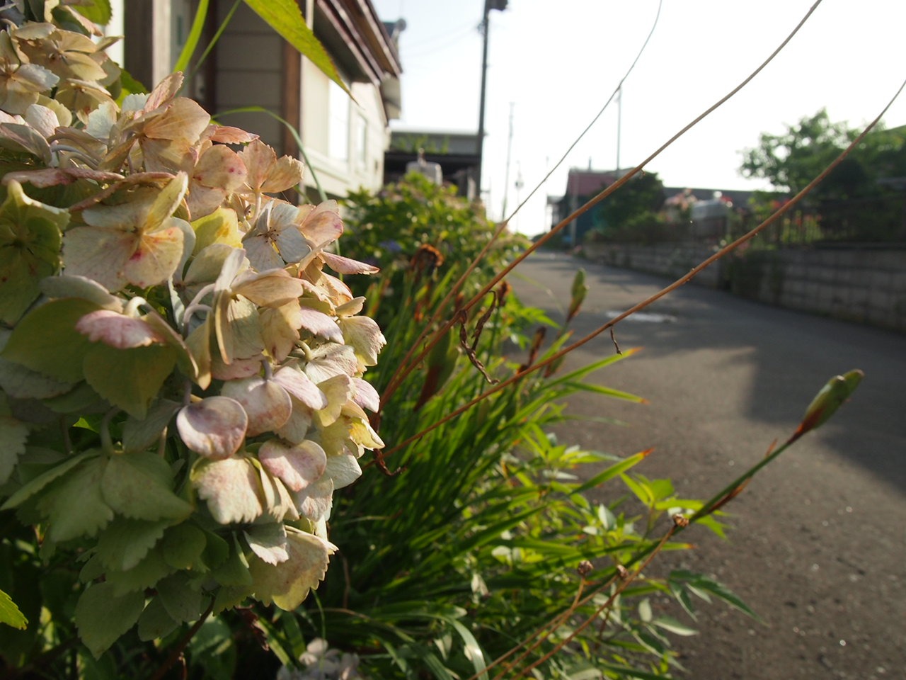 Тойа и Тойко — последние дни на Хоккайдо