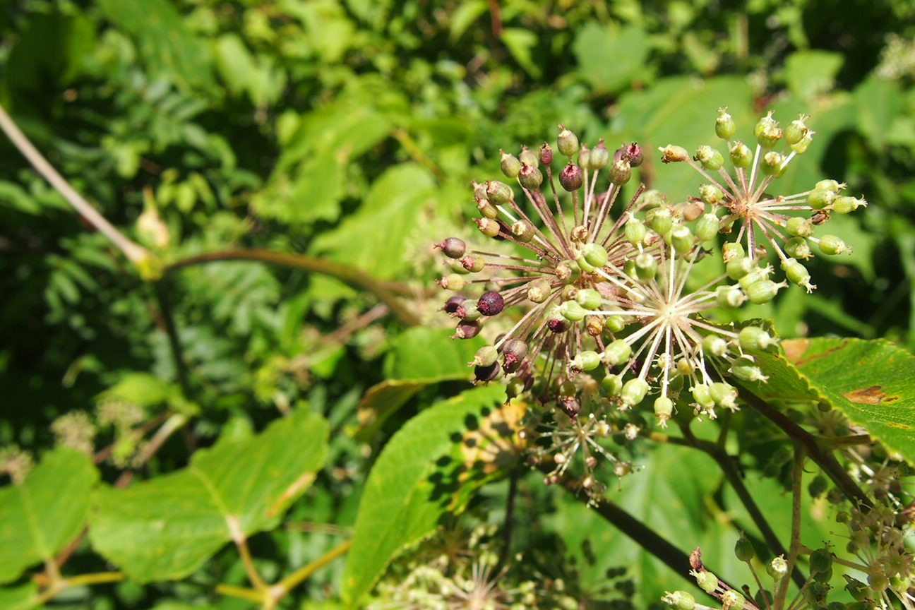 Онсен унисекс, Озеро Товада и морской пехотинец Майк