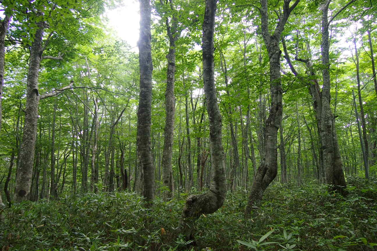 Онсен унисекс, Озеро Товада и морской пехотинец Майк