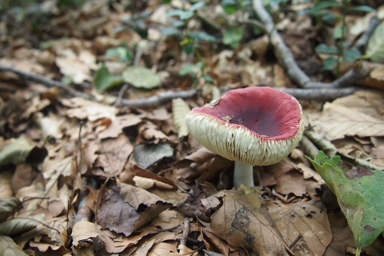 Онсен унисекс, Озеро Товада и морской пехотинец Майк