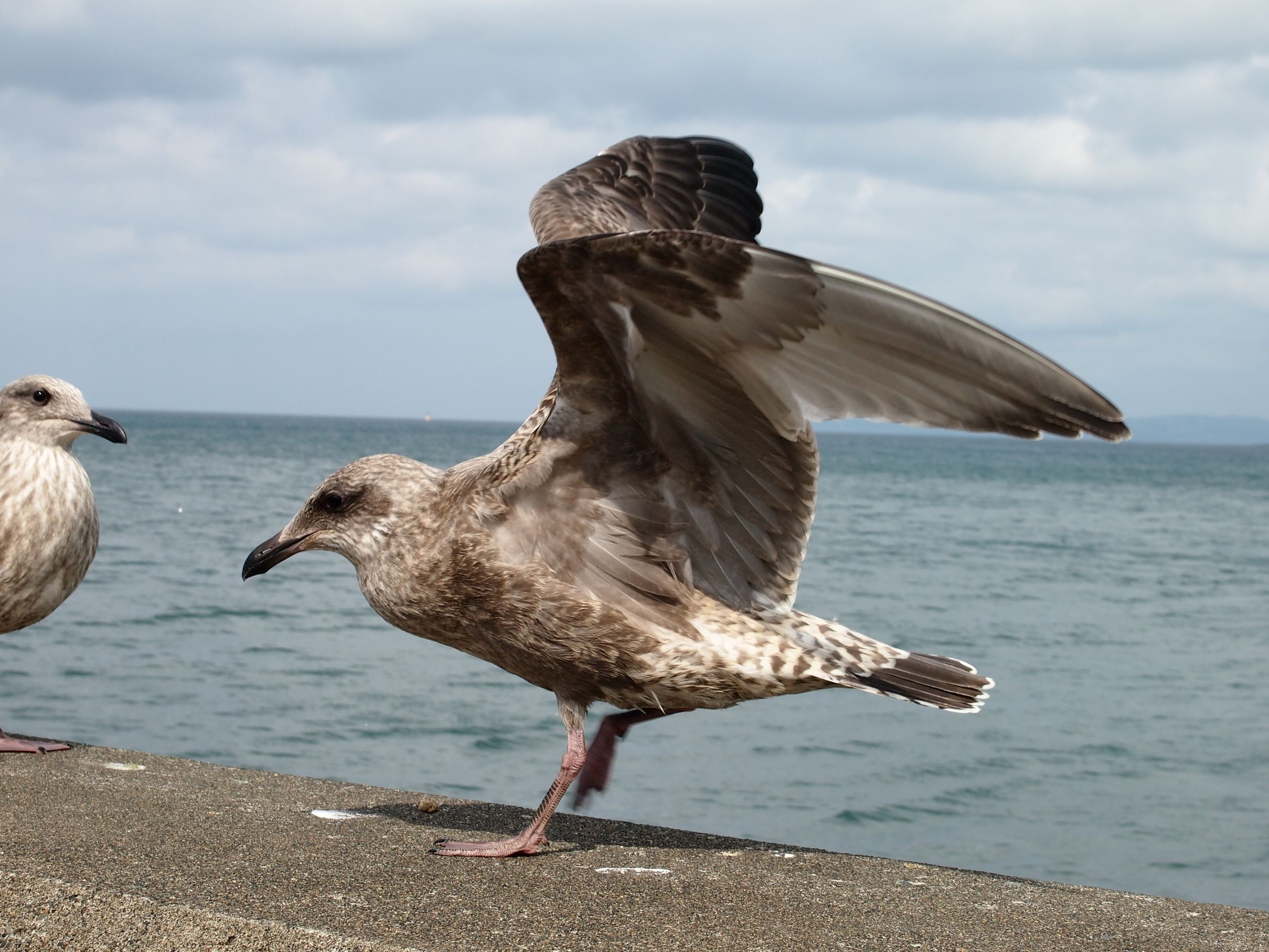 Вакканай — это порт и ярмарка