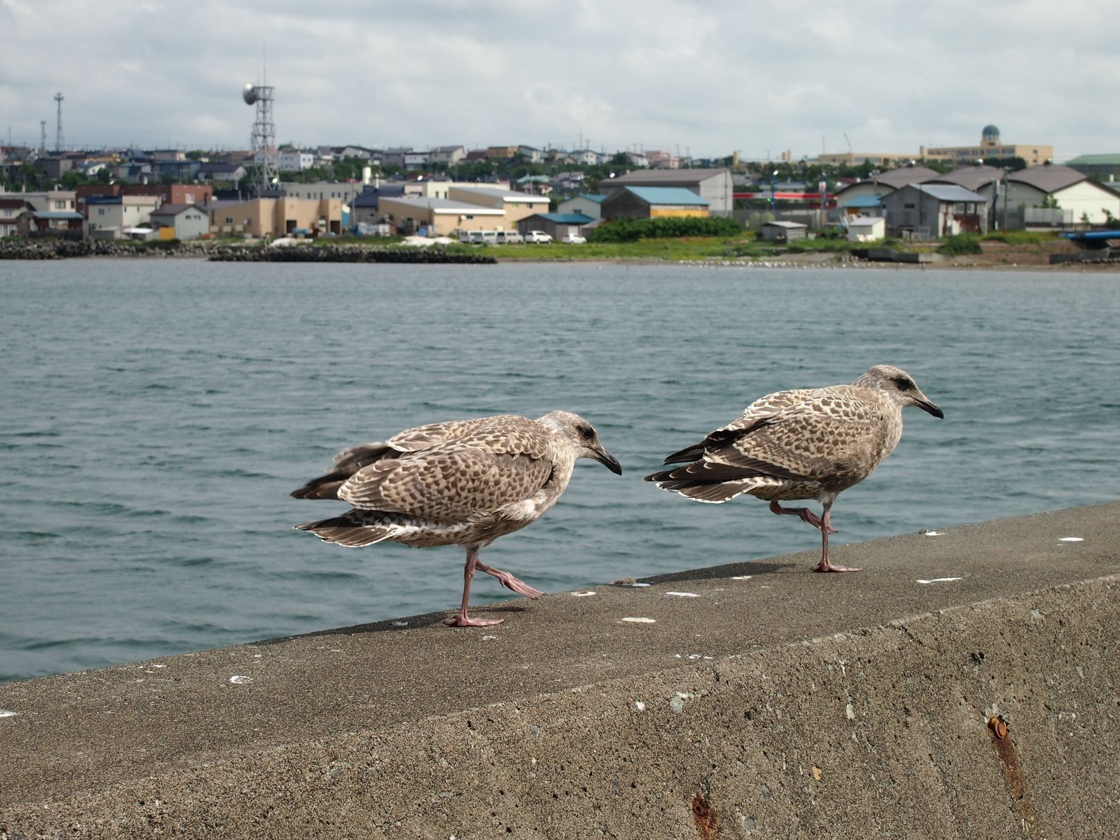 Вакканай — это порт и ярмарка