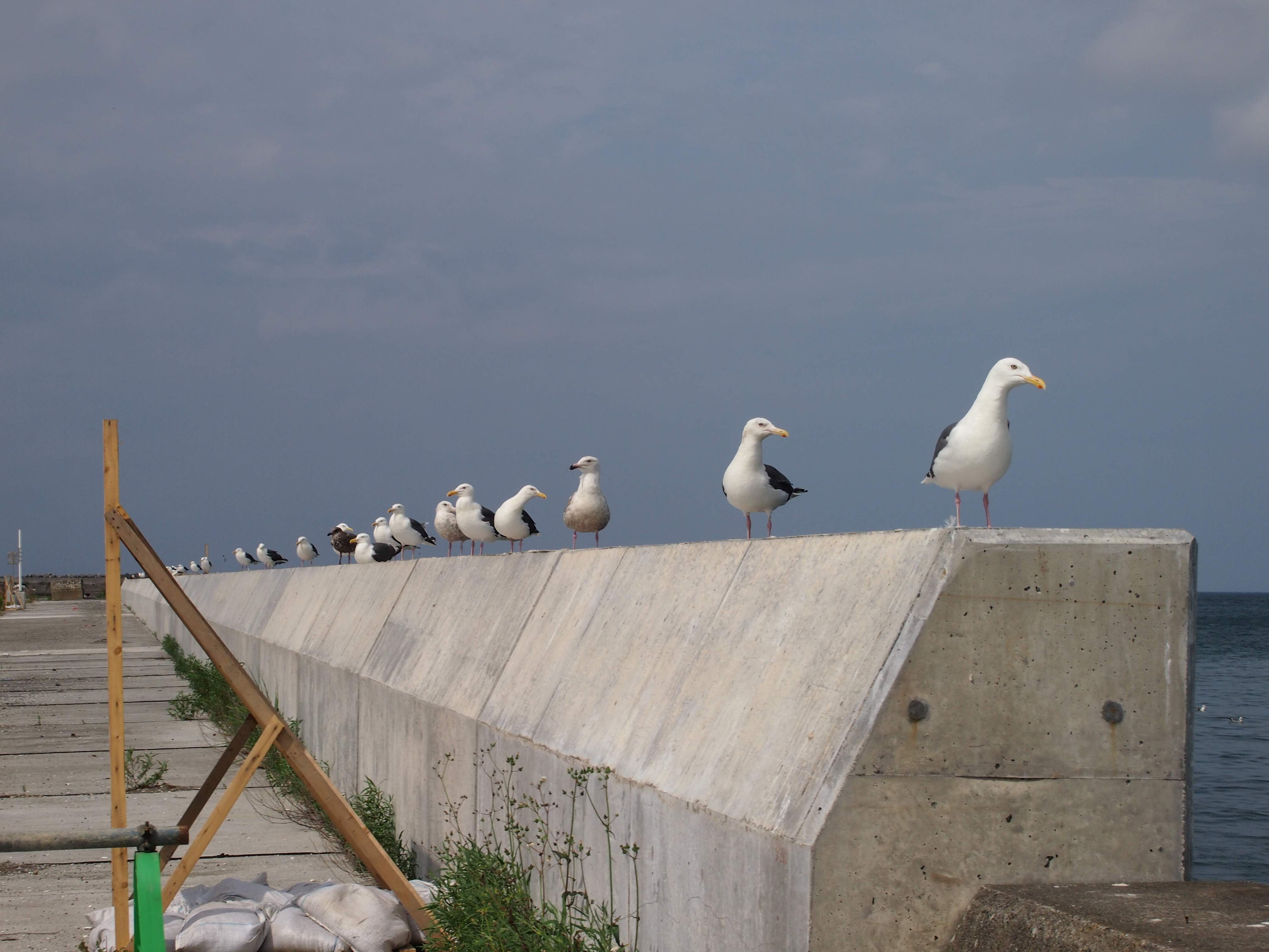 Вакканай — это порт и ярмарка