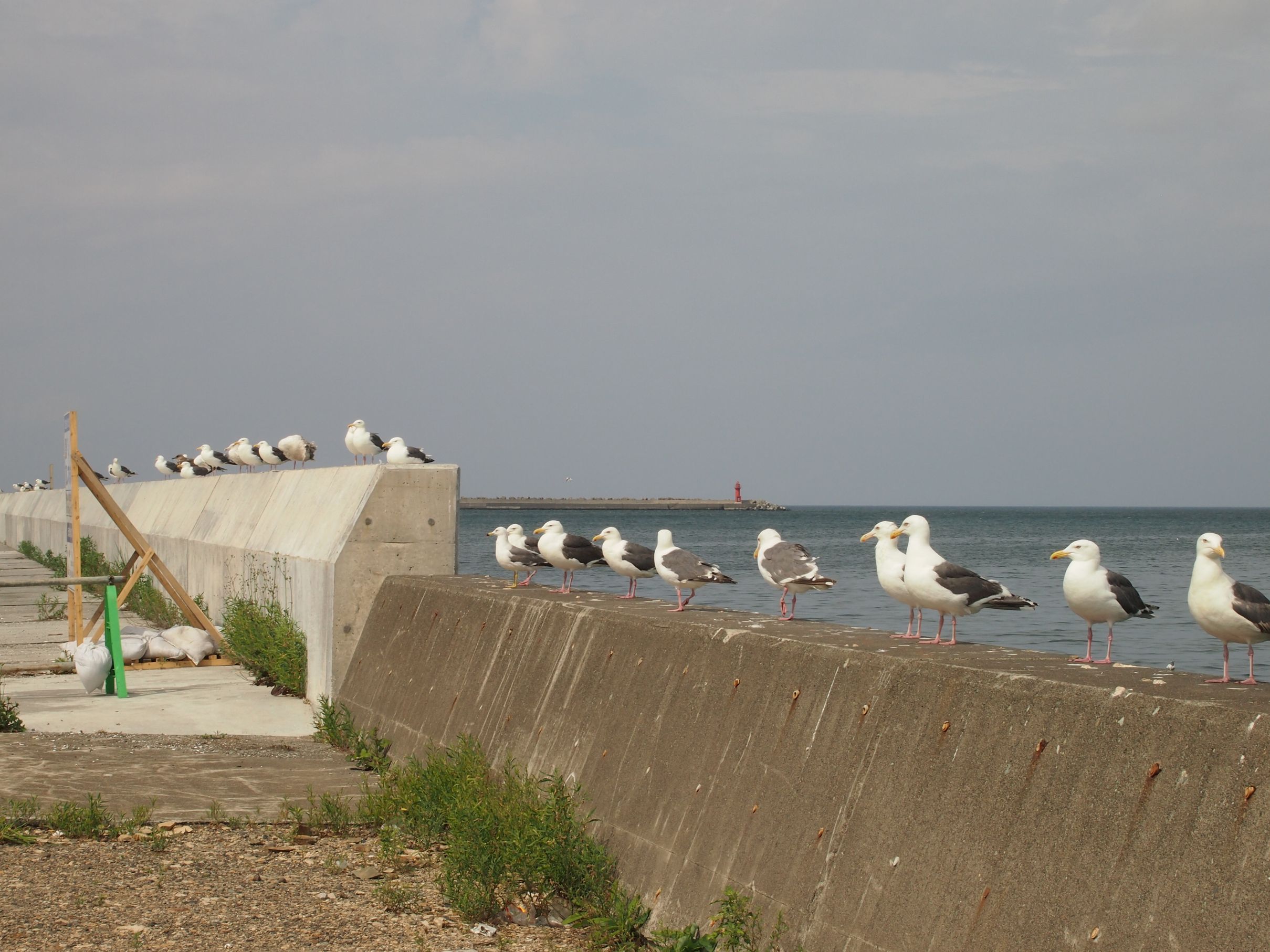 Вакканай — это порт и ярмарка